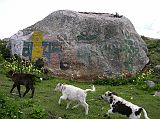 Tibet Kailash 02 Nyalam 06 Mani Stone And Cows Above Nyalam, some young children herded their cows to pasture, past a large rock with Om Mani Padme Hum painted on it.
